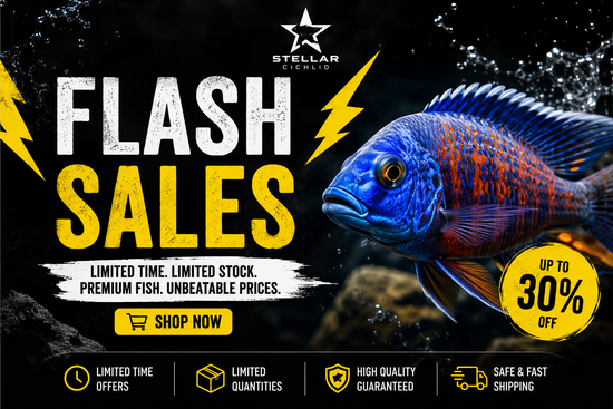 Flash Sales
