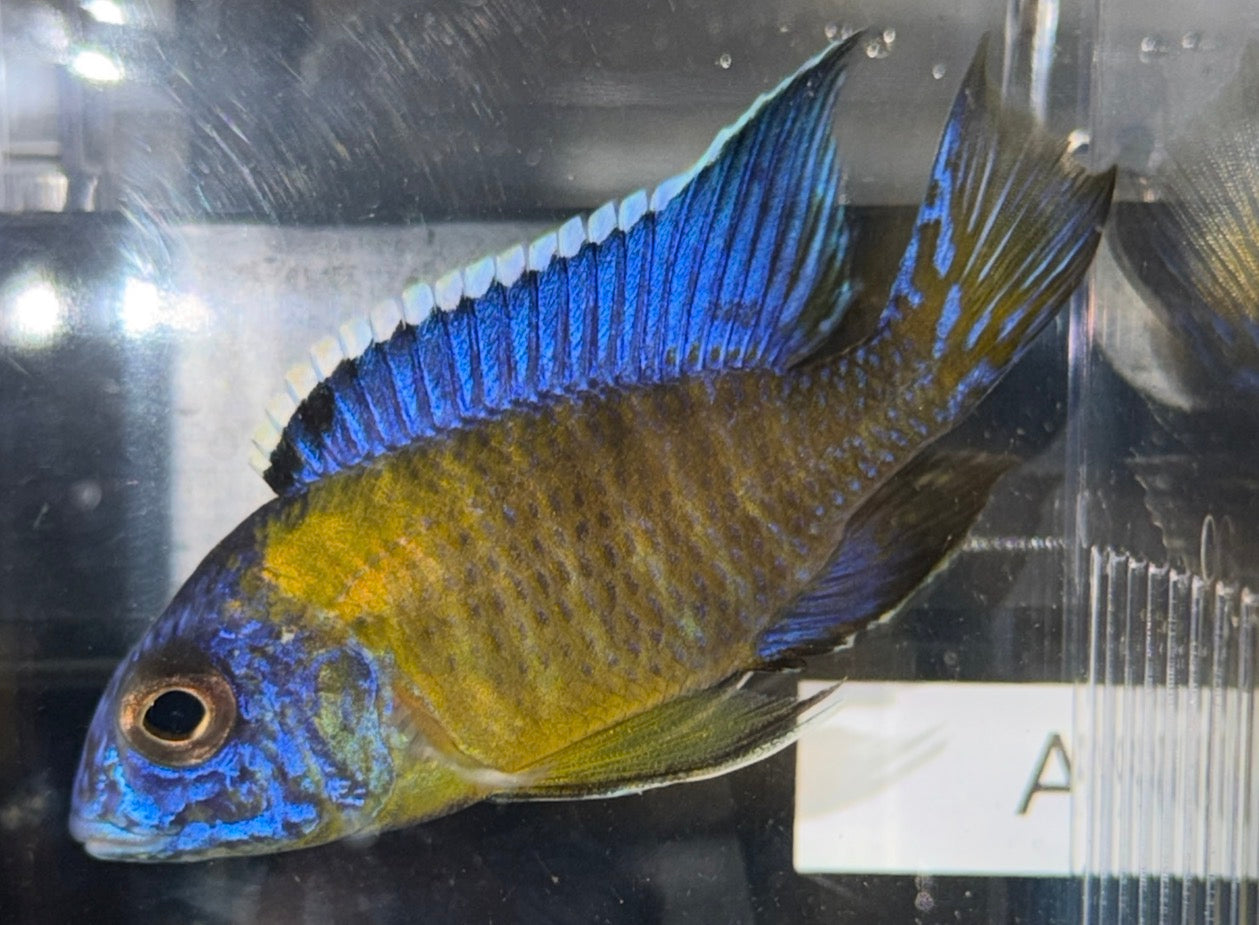 Blue Neon 4” (Uncle Wuddy)