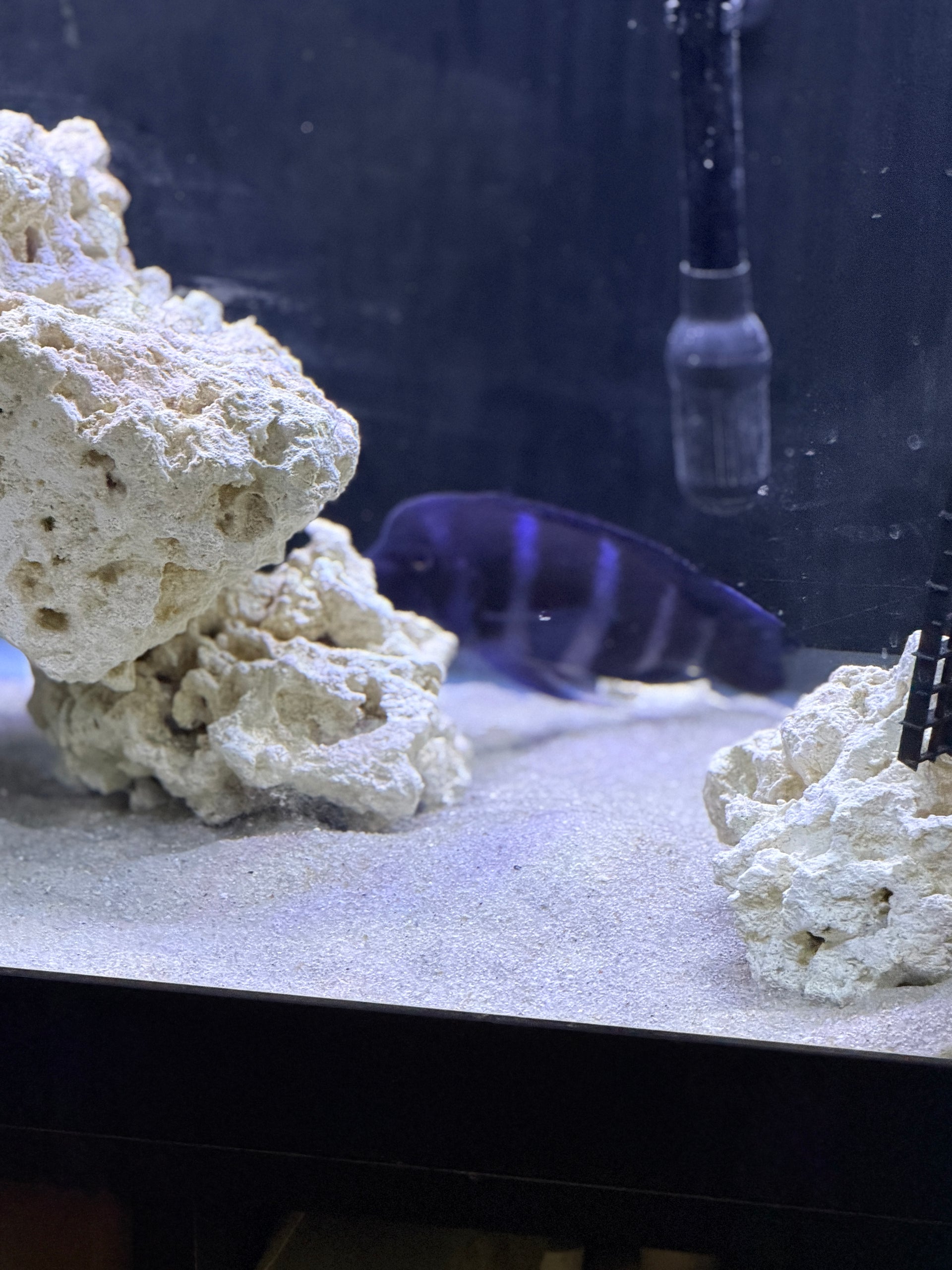 F1 Blue Zaire Moba Frontosa