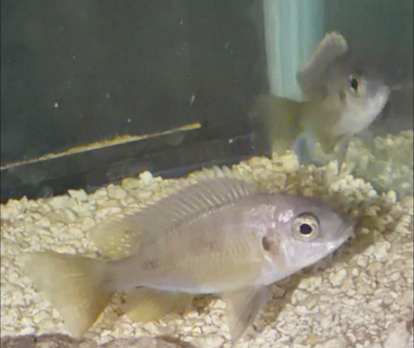 Yellow Fin Mloto Trio
