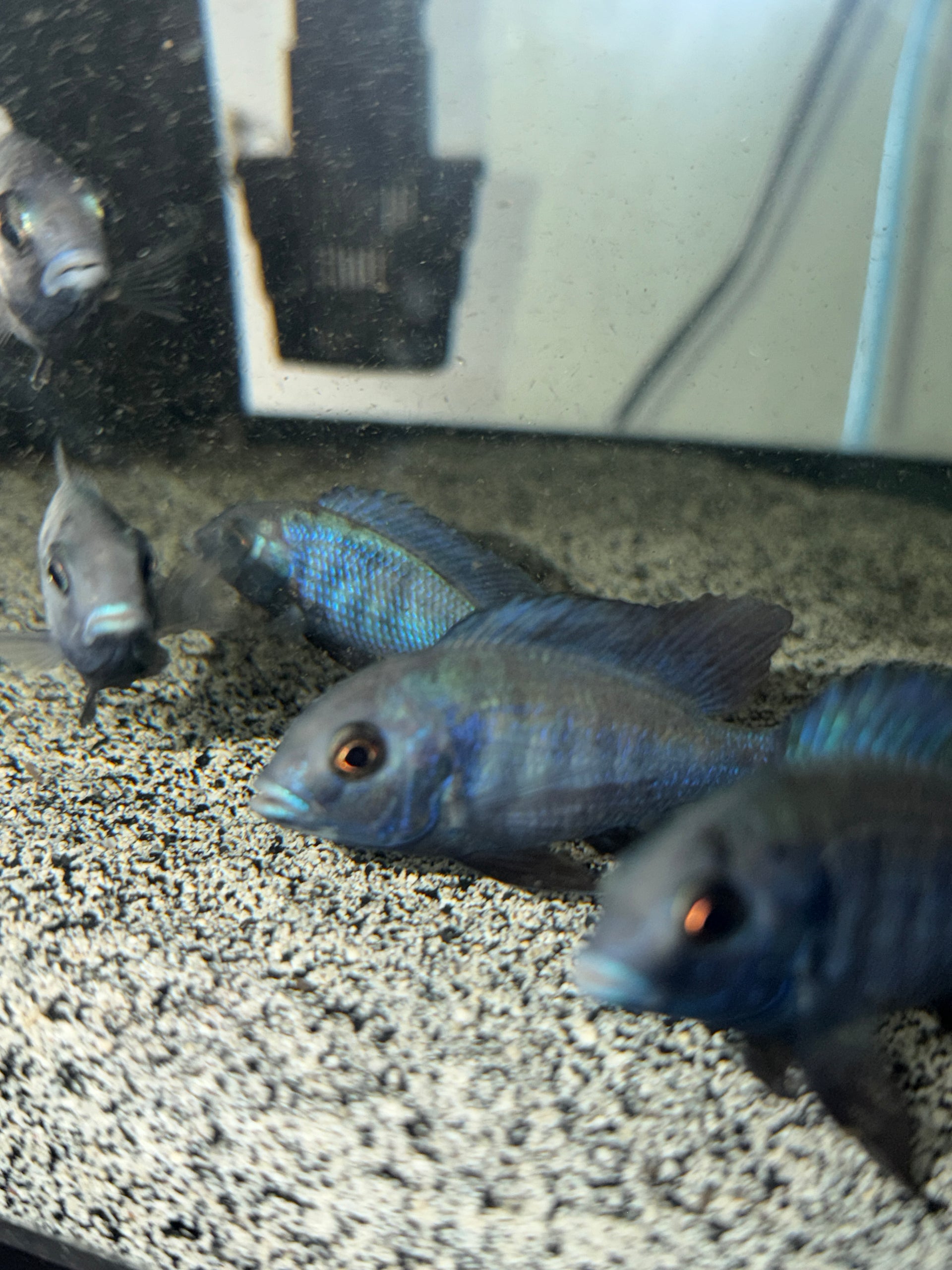 Blue Dolphin