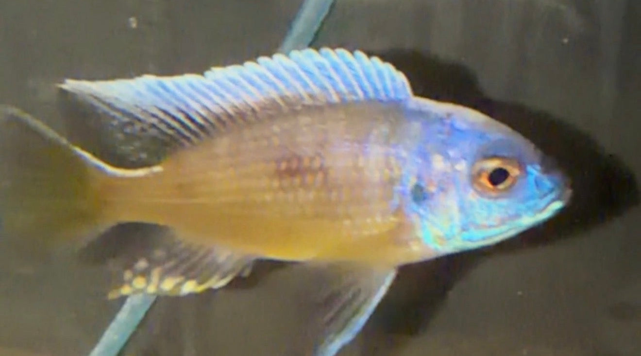 Yellow Fin Mloto Trio