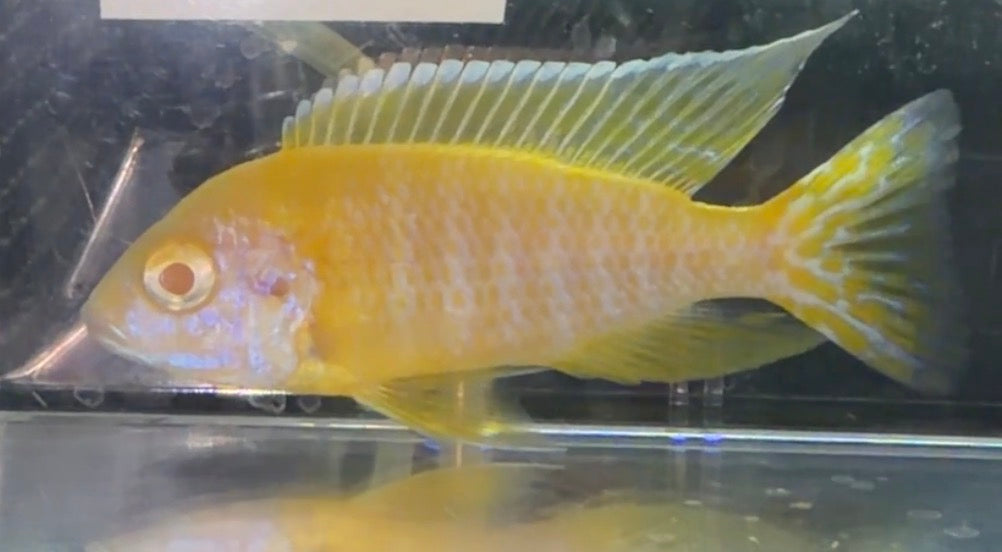 Albino Ruby 4” (Uncle Wuddy)
