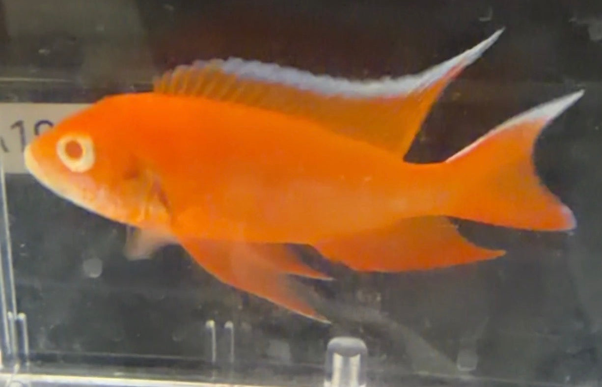 Albino Orange Jacob 4” (Uncle Wuddy)