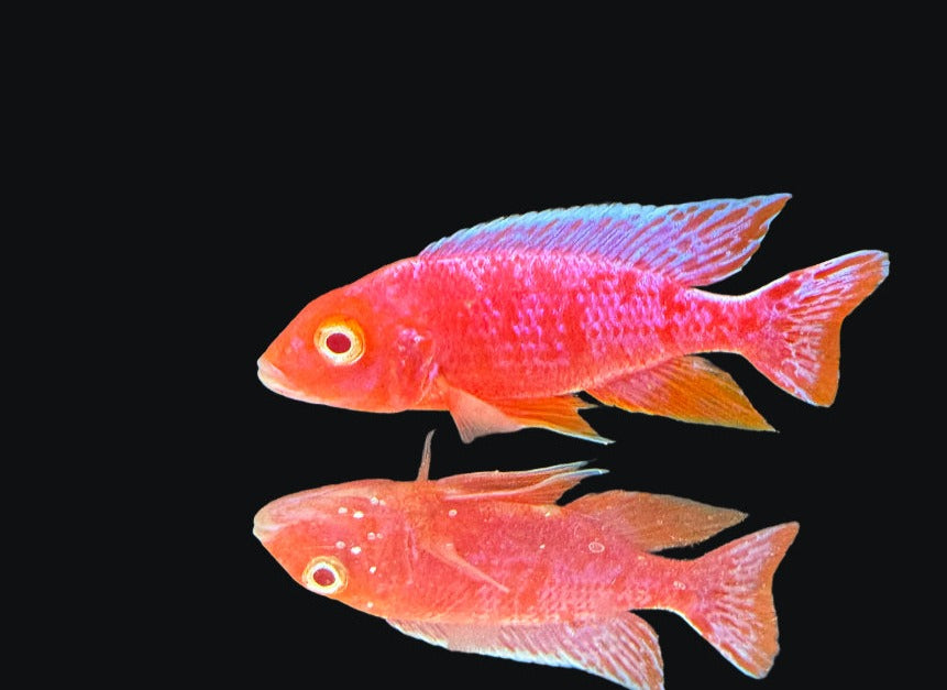 Albino OB Cichlid