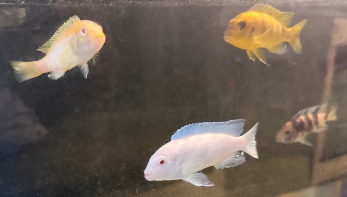 Assorted Mbuna 7 Pack