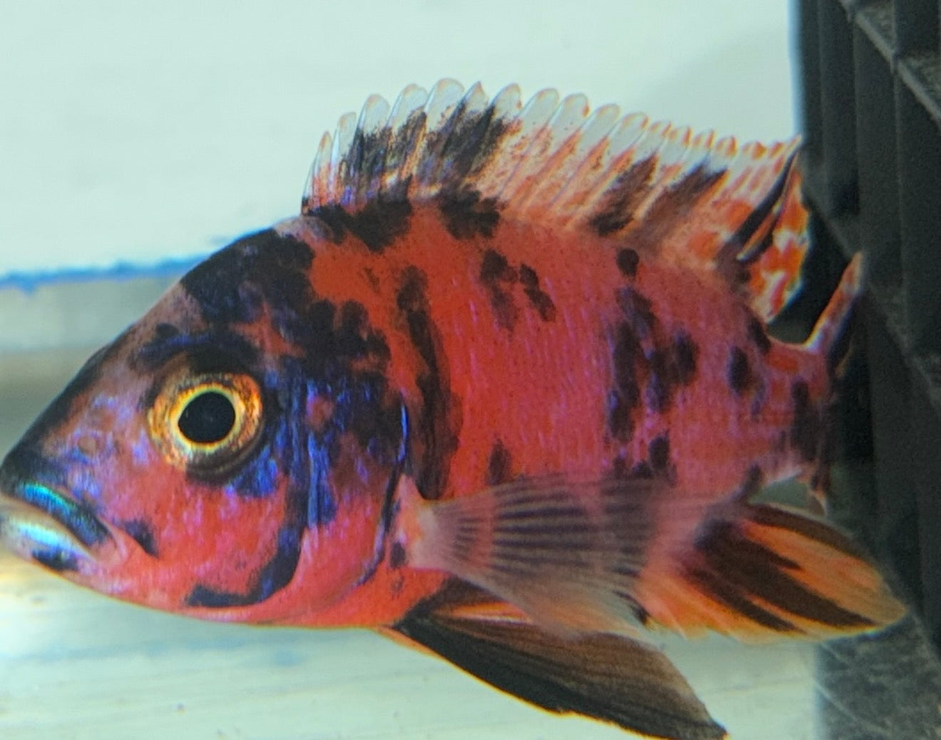 4.5” Pink OB