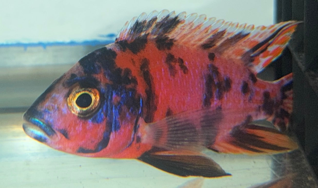4.5” Pink OB