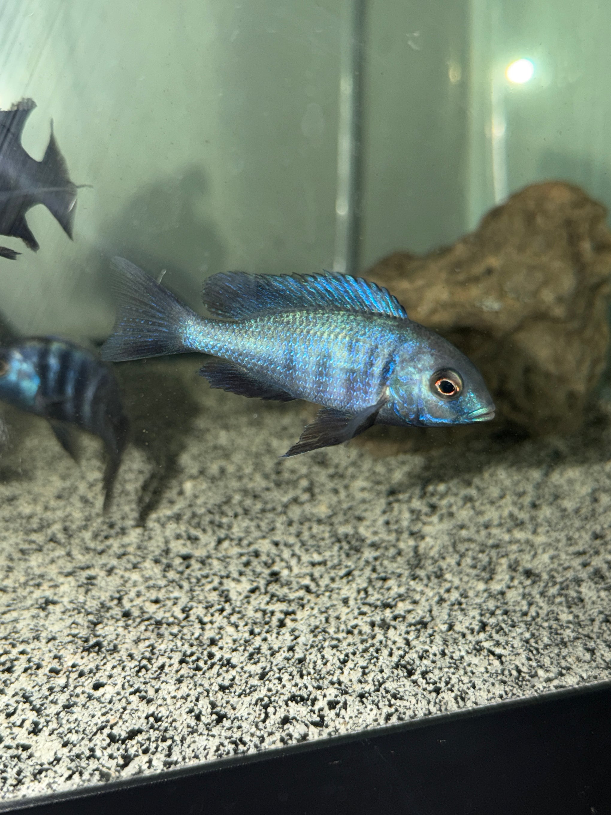 Blue Dolphin