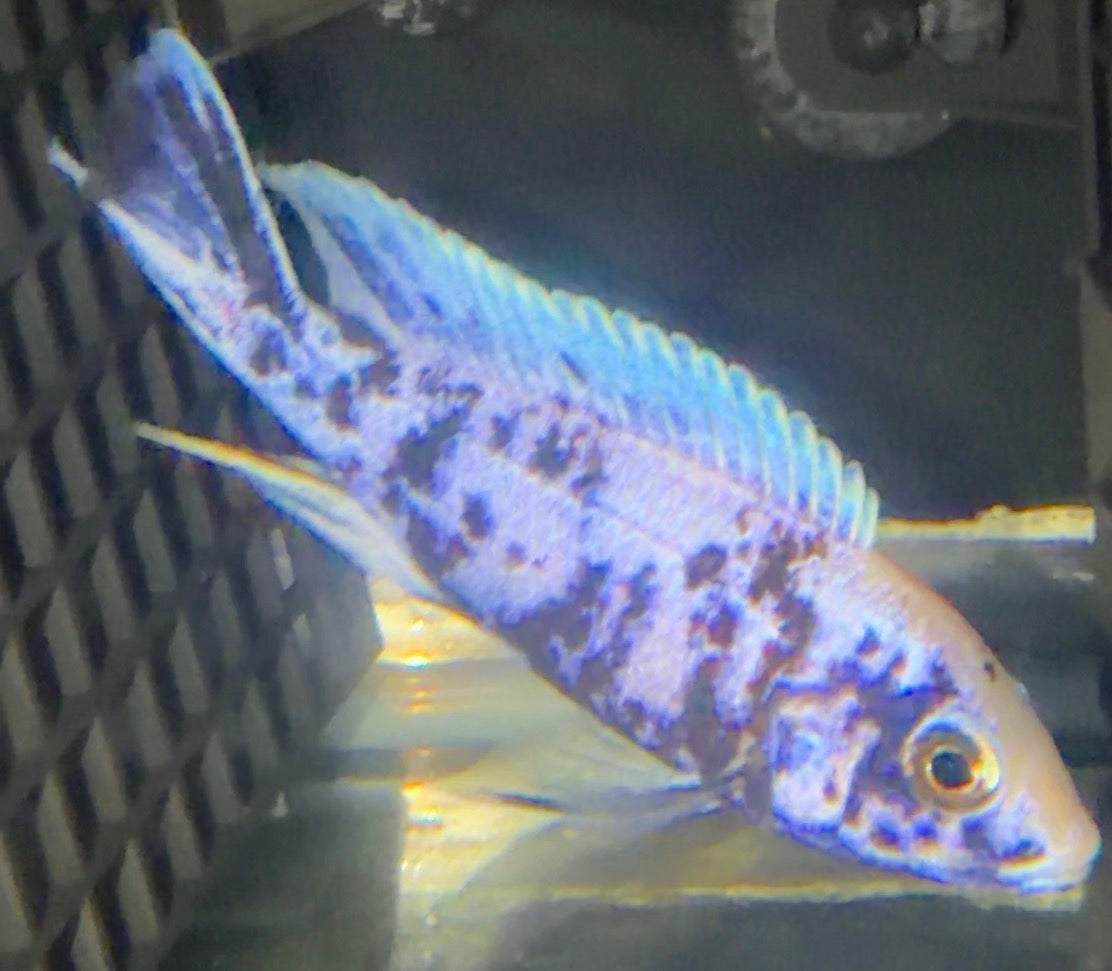Blueberry OB 4” to 4.5”