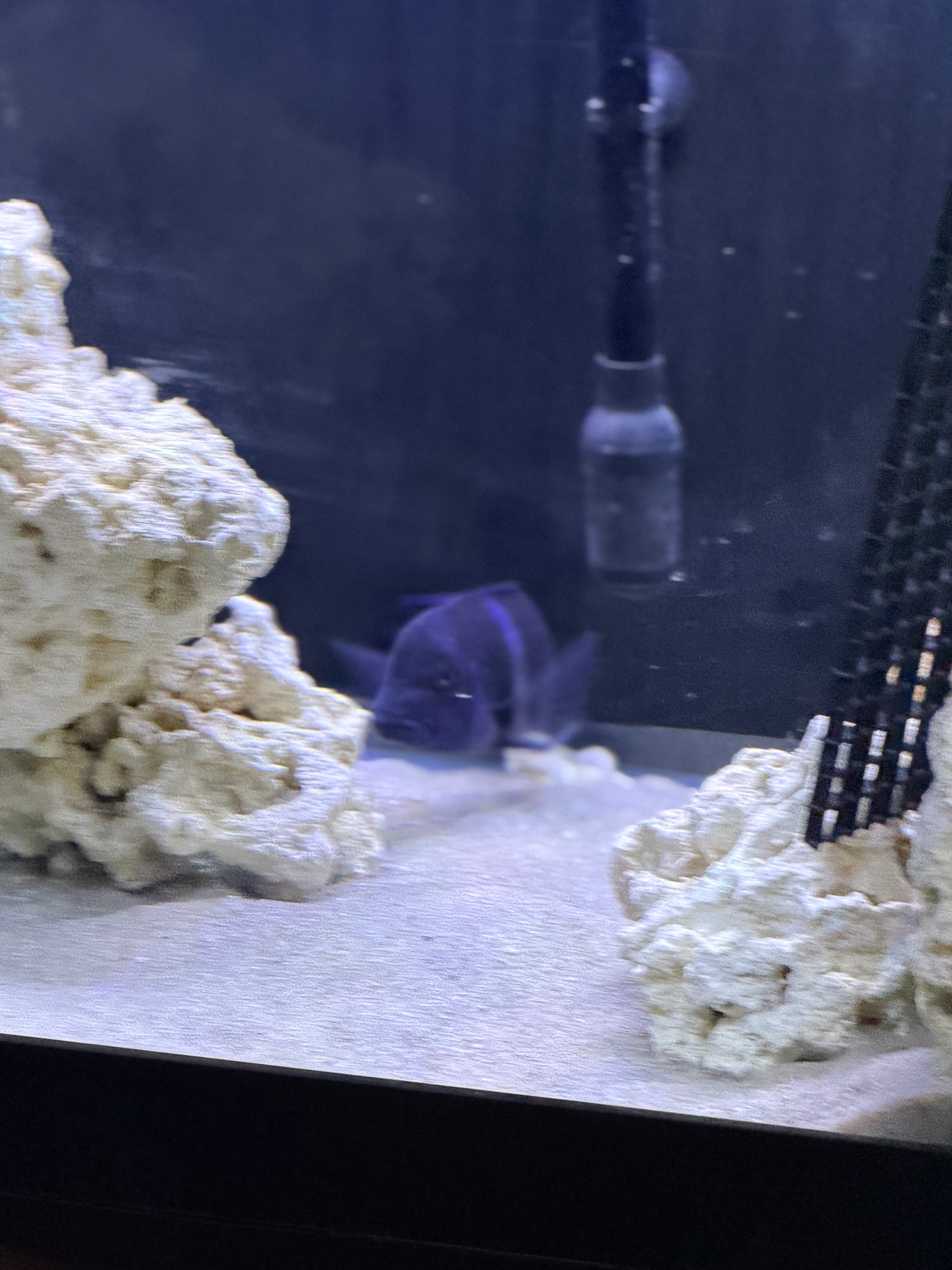F1 Blue Zaire Moba Frontosa