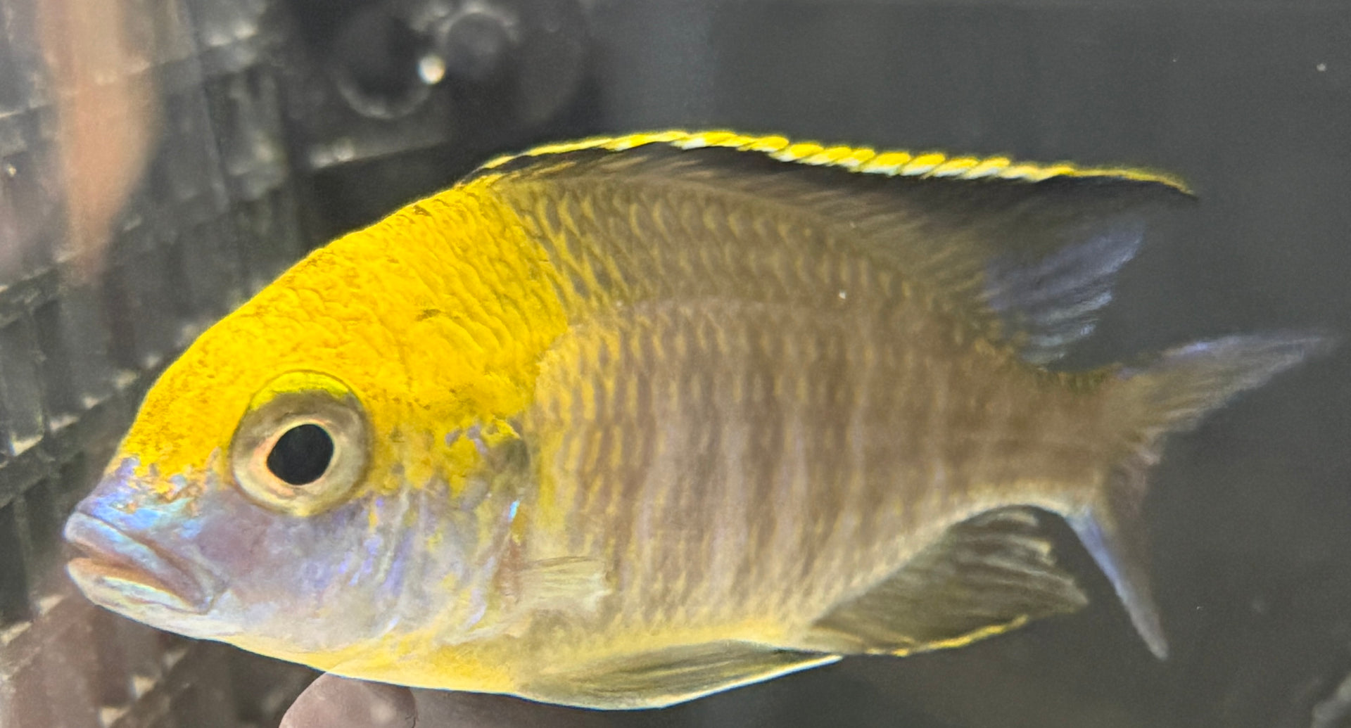 Lethrinops Gold Harbour Monkey Bay