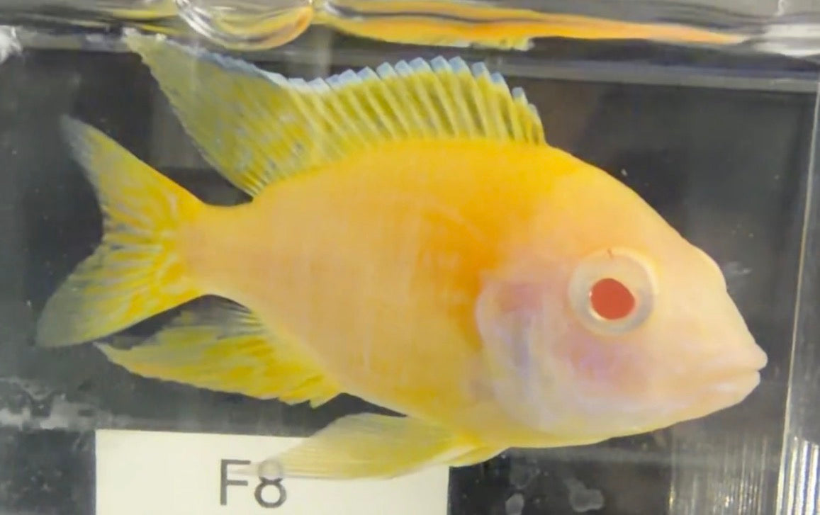 Albino Ruby 4” (Uncle Wuddy)