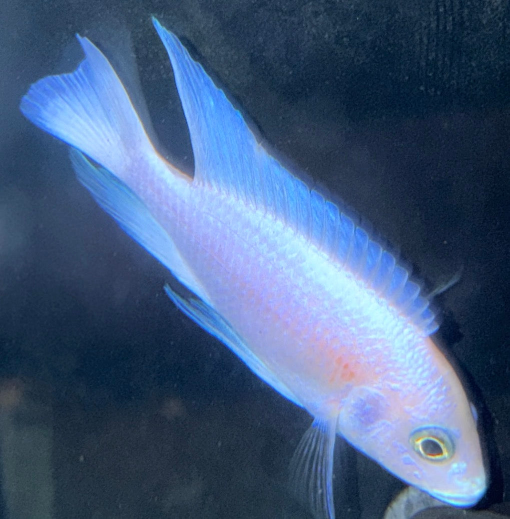 Jasmine 5”