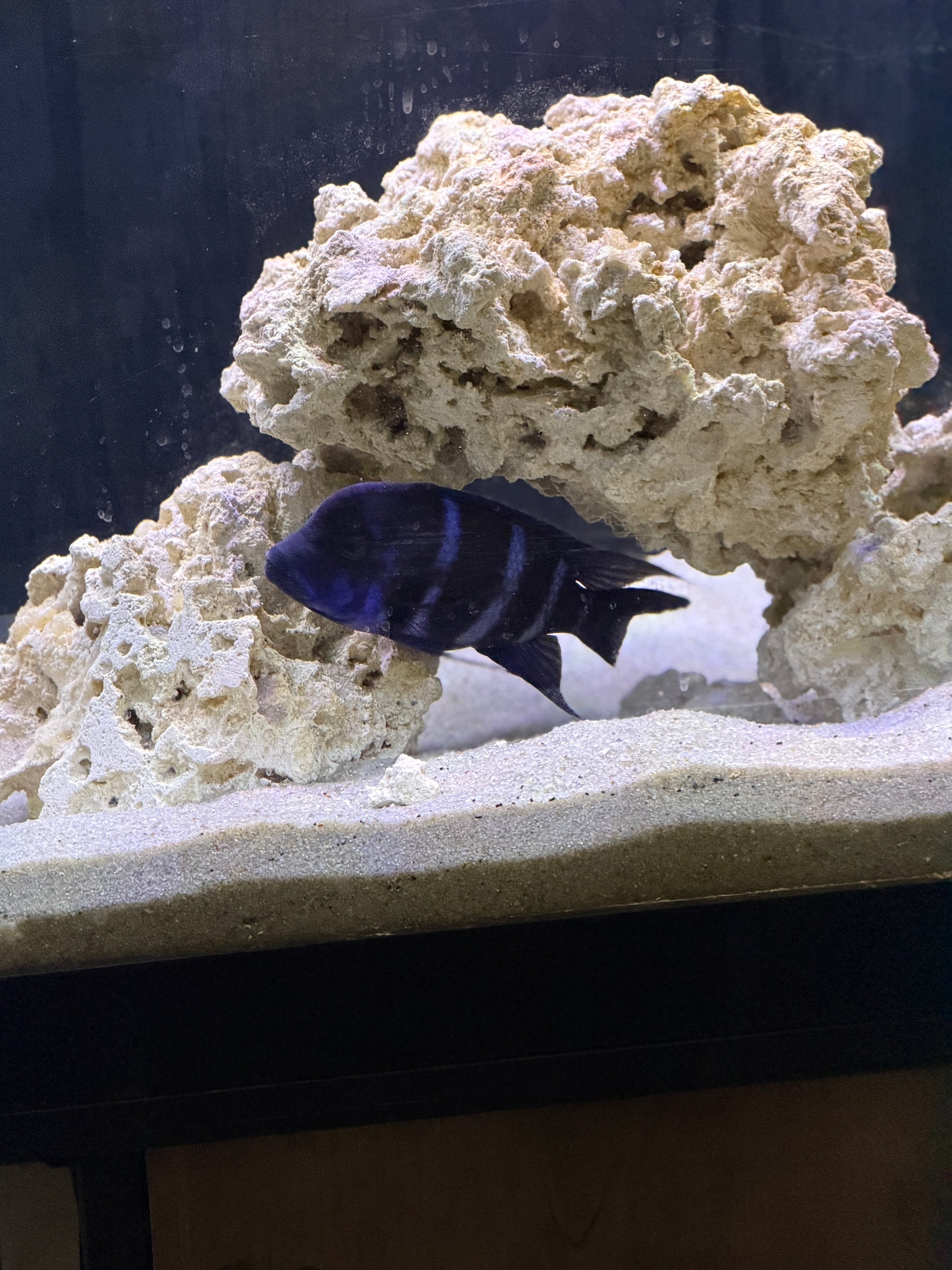 F1 Blue Zaire Moba Frontosa