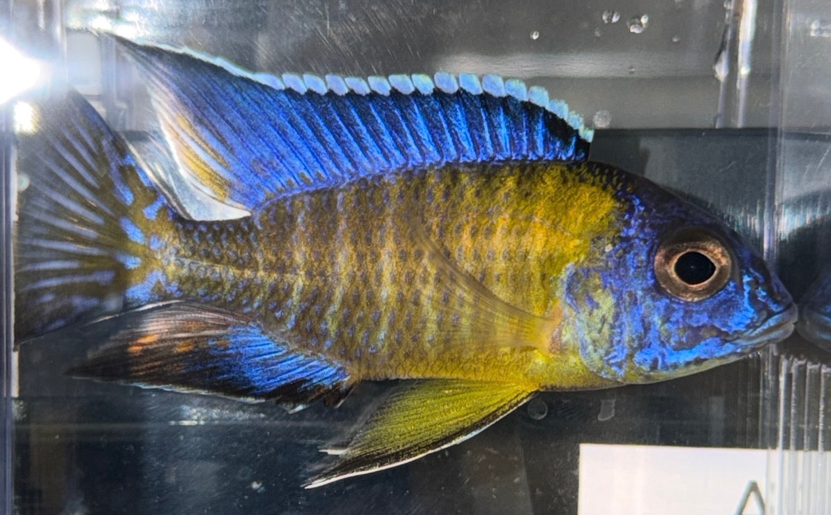 Blue Neon 4” (Uncle Wuddy)