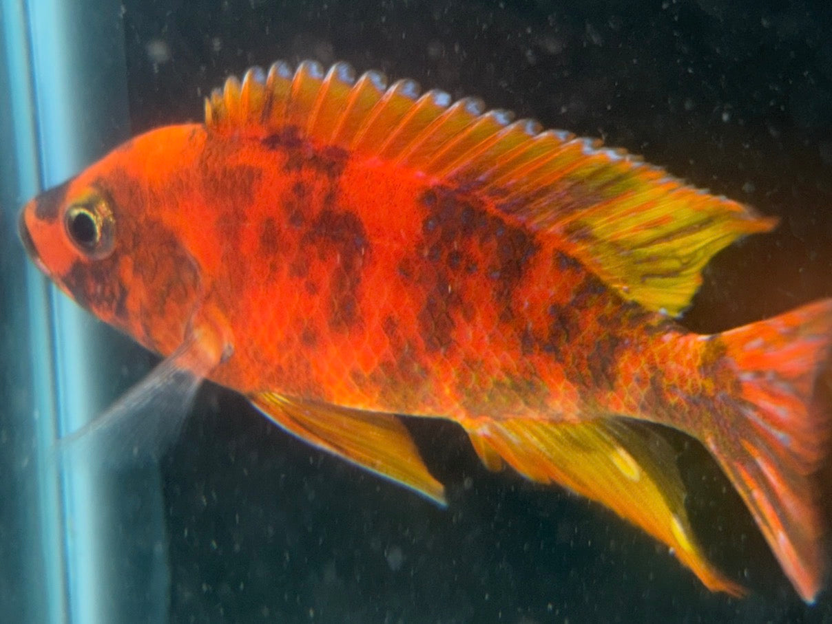 Cherry Red OB