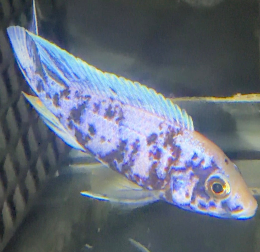 Blueberry OB 4” to 4.5”