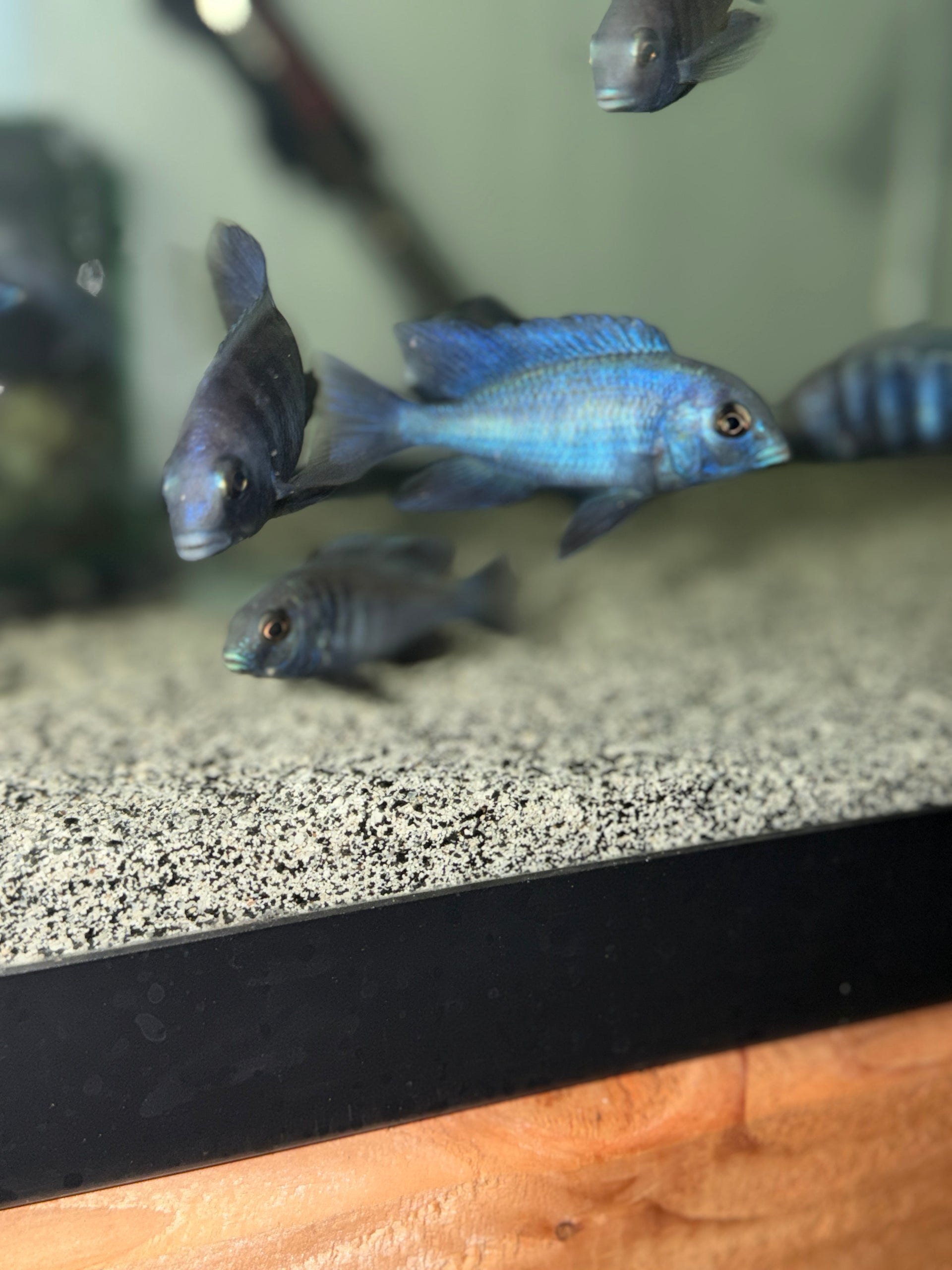 Blue Dolphin