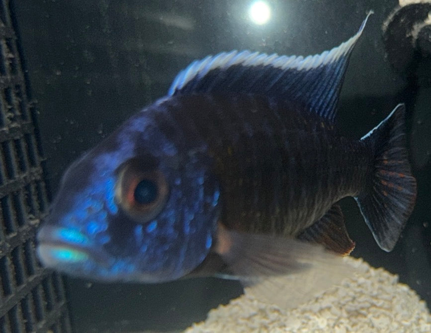 4.5” Mbenji