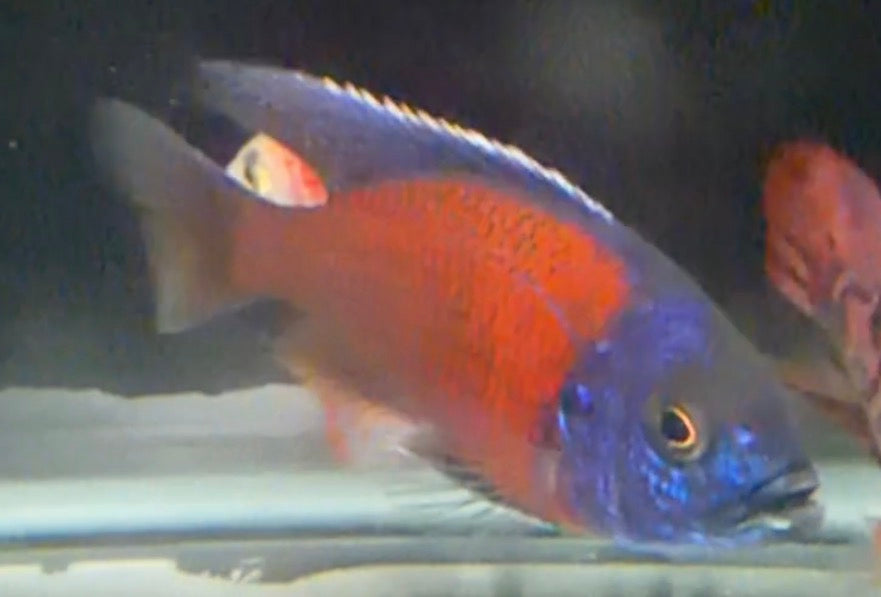 Borleyi 5”