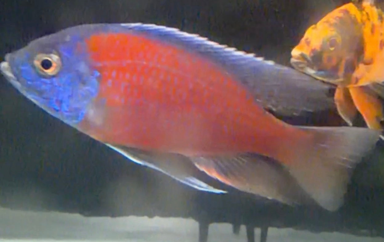 Borleyi 5”