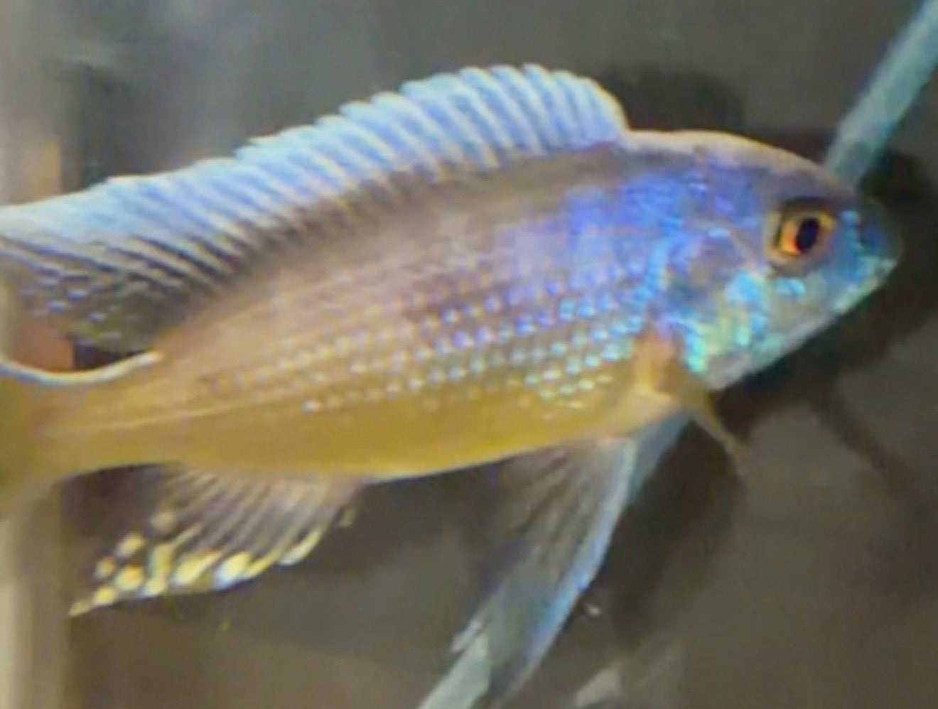 Yellow Fin Mloto Trio