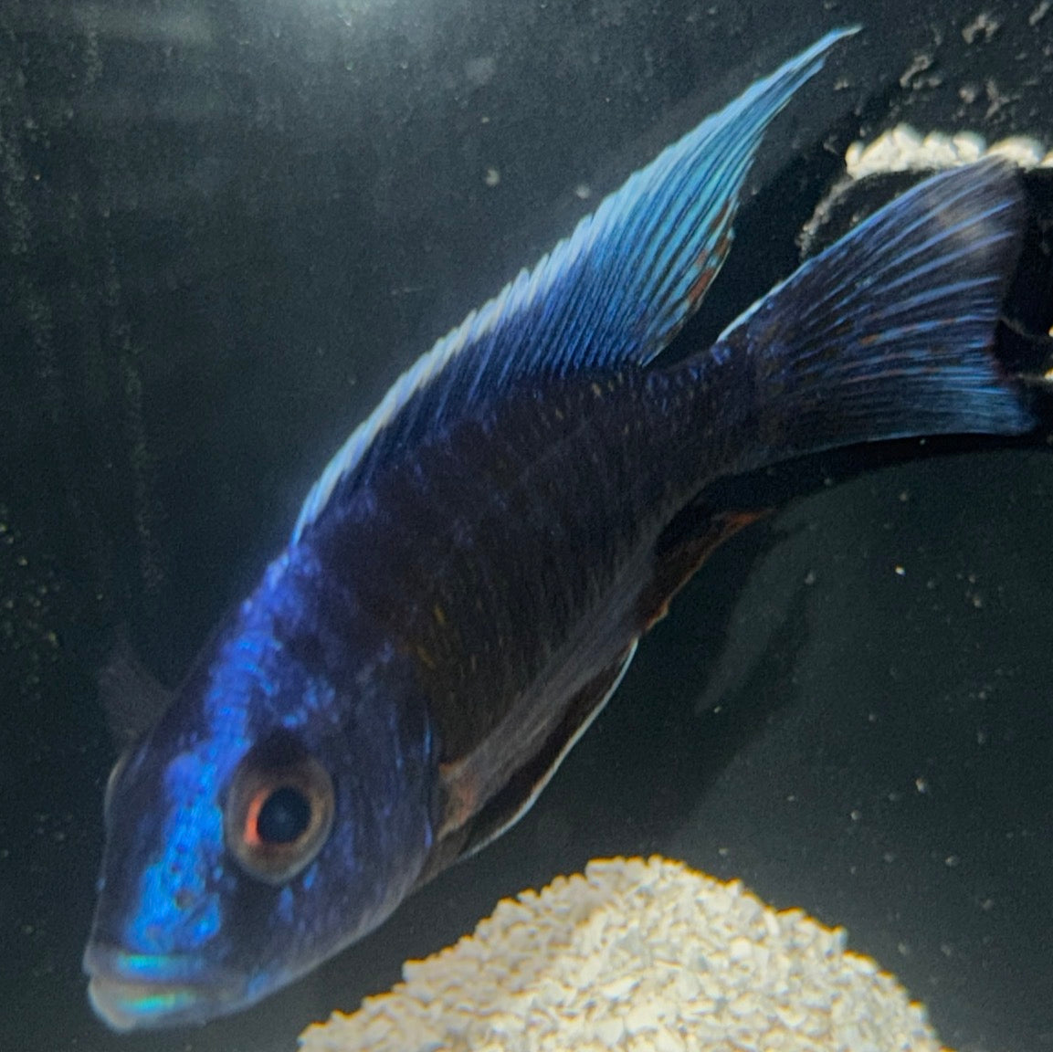 4.5” Mbenji