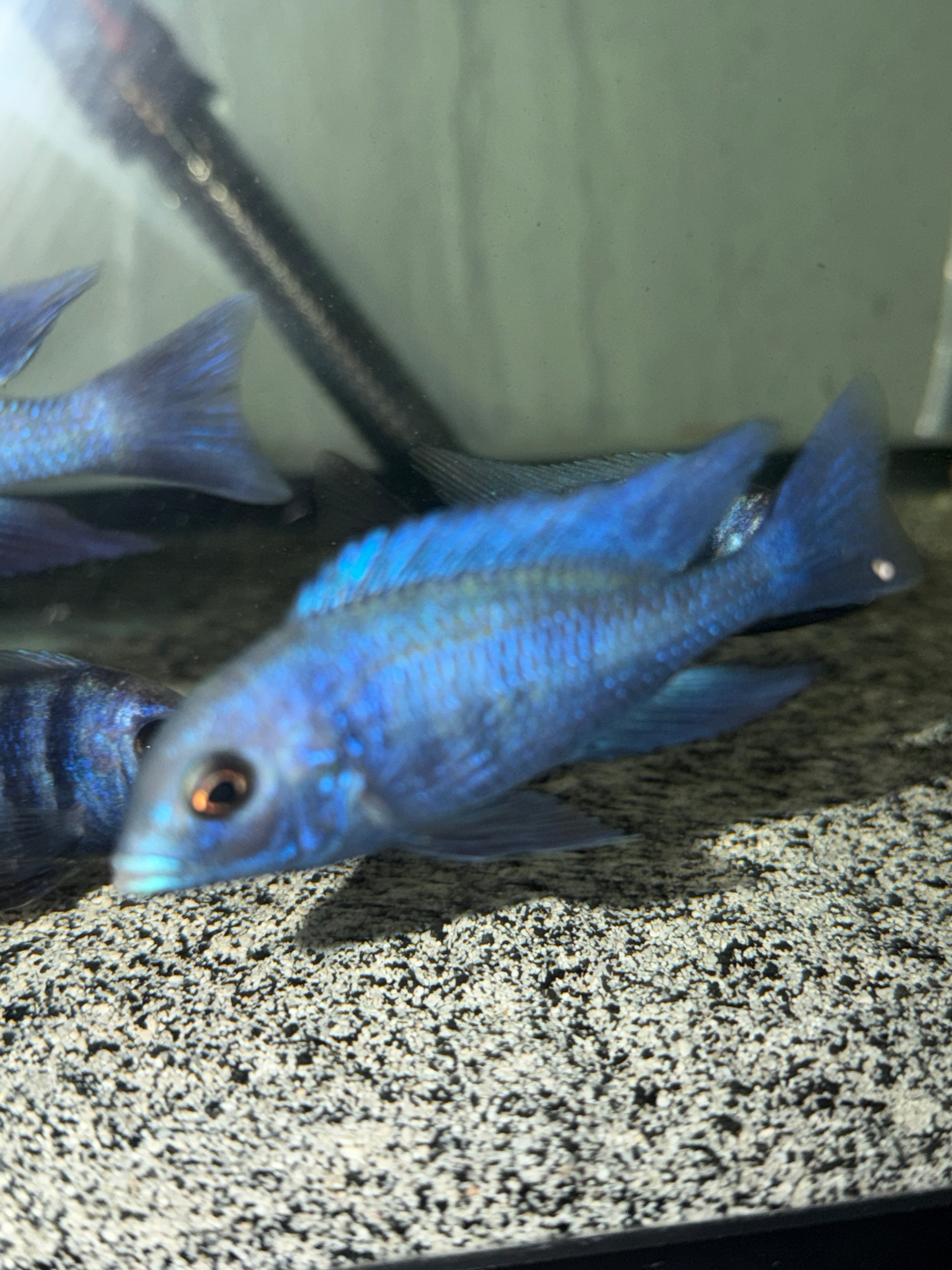Blue Dolphin