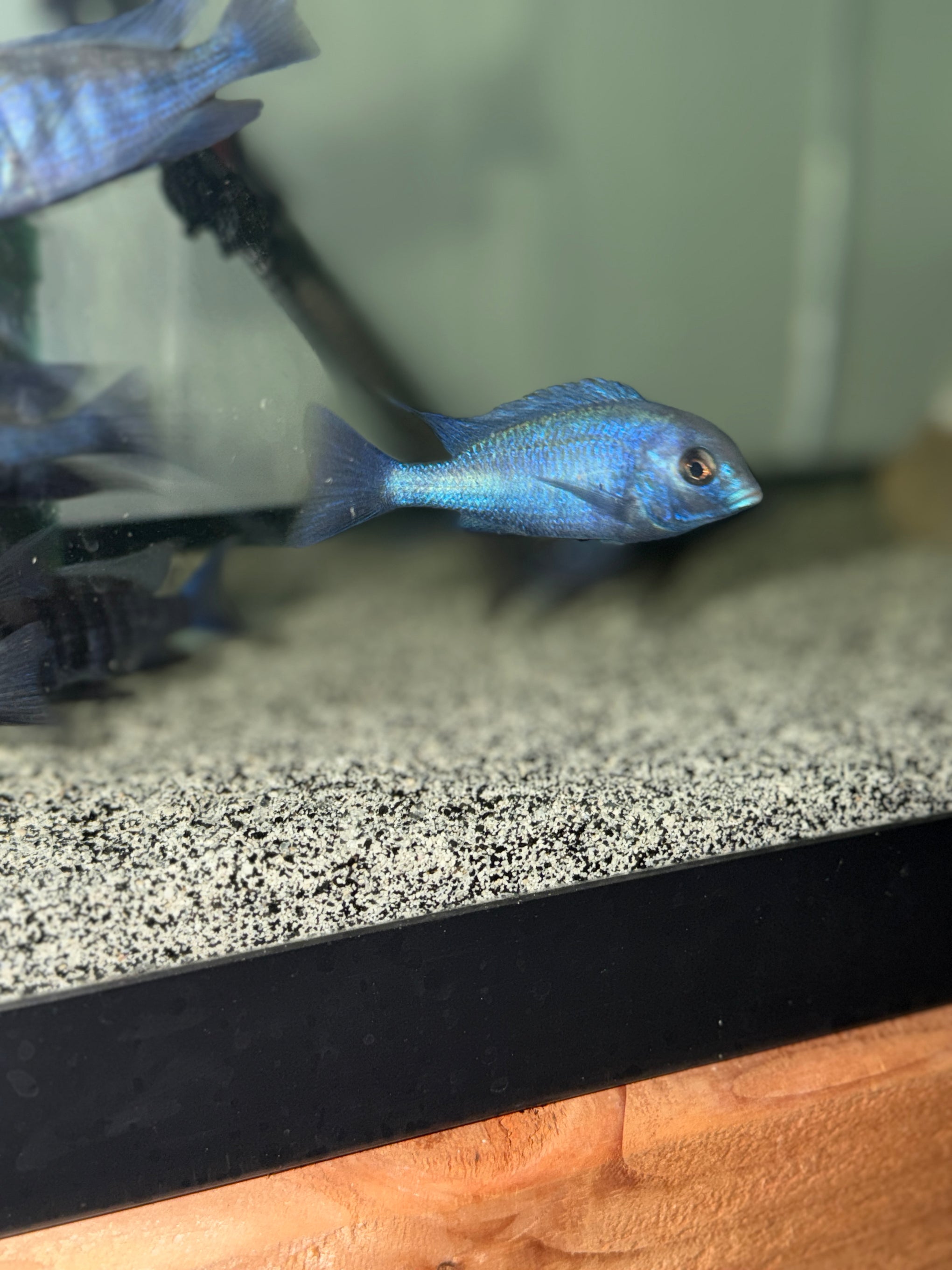 Blue Dolphin