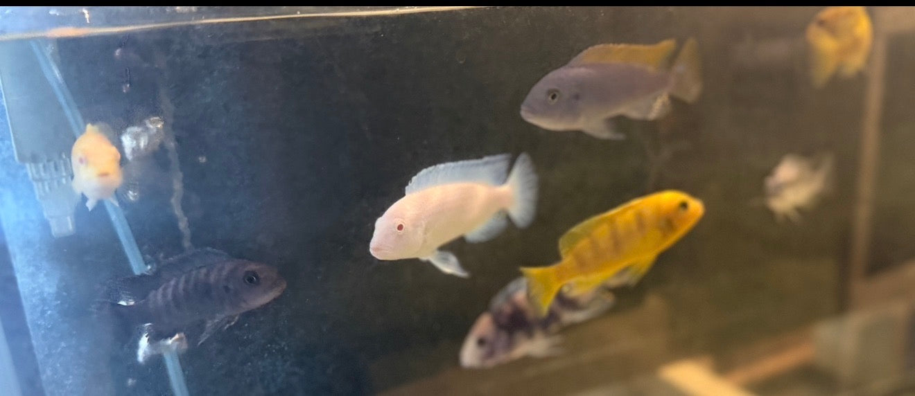 Assorted Mbuna 7 Pack
