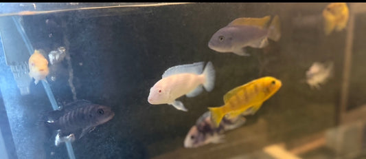 Assorted Mbuna 7 Pack