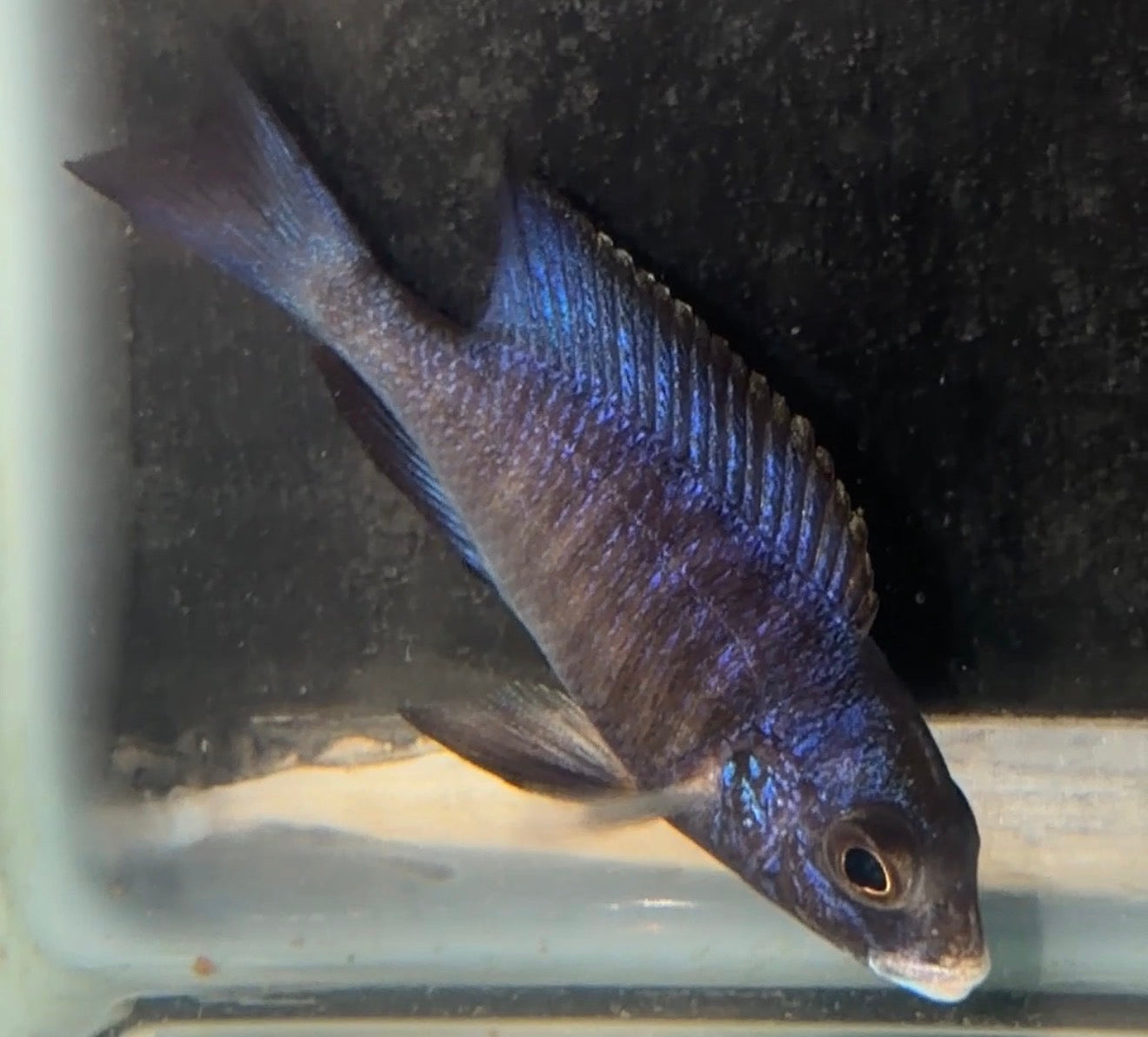 3.5” Mdoka White Lips