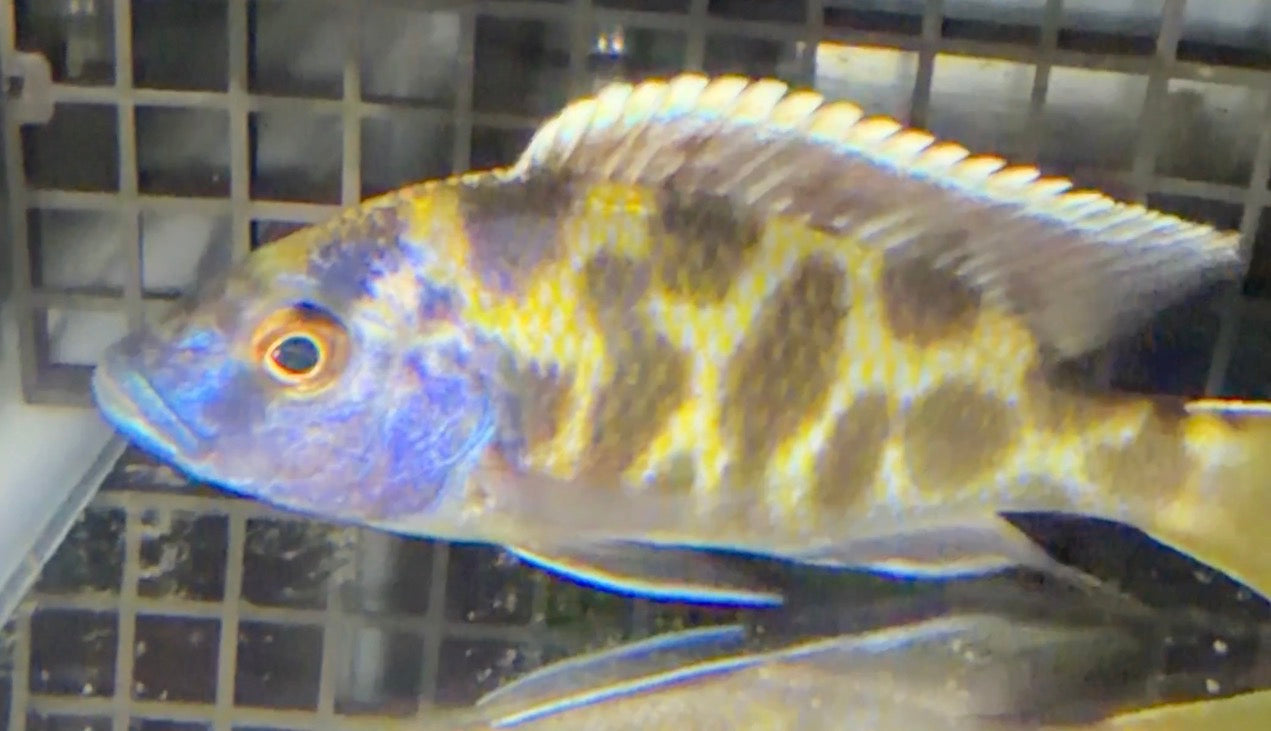 Nimbochromis venustus 5”