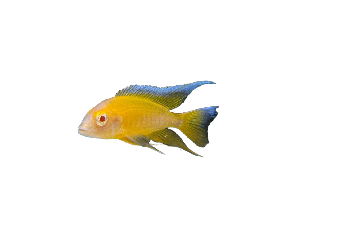 Yellow Albino Jacob