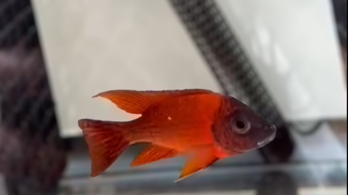 Ruby Red