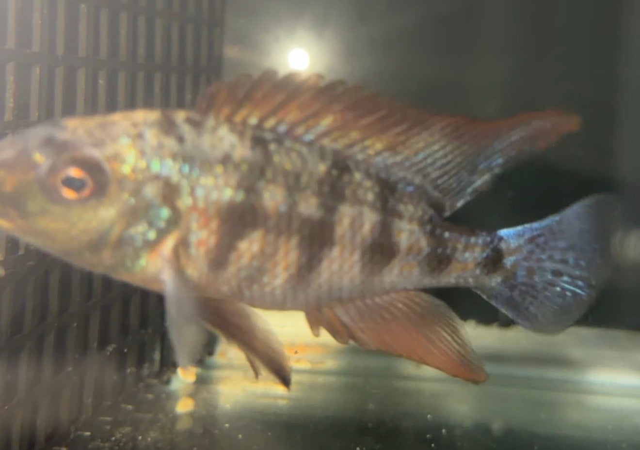 Fossorochromis Rostratus - SandDiver 4.5 inch