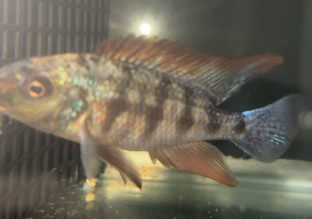 Fossorochromis Rostratus - SandDiver 4.5 inch