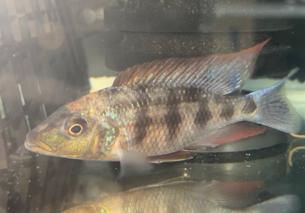Fossorochromis Rostratus - SandDiver 4.5 inch