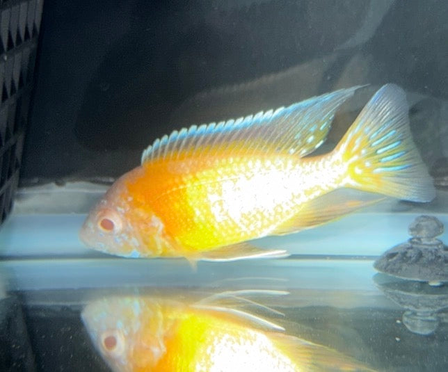 Albino Flavescent 4"