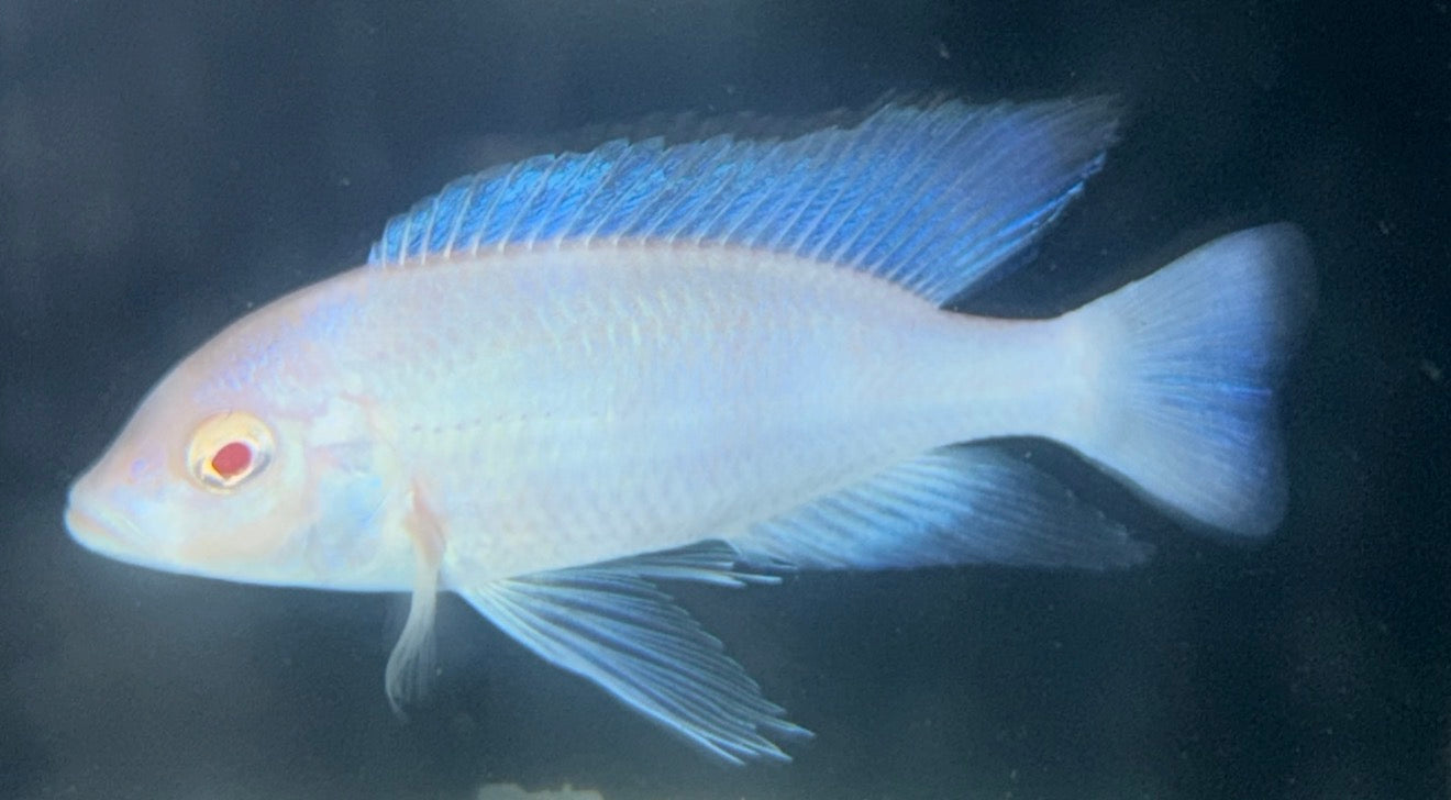 Albino Blue Dolphin