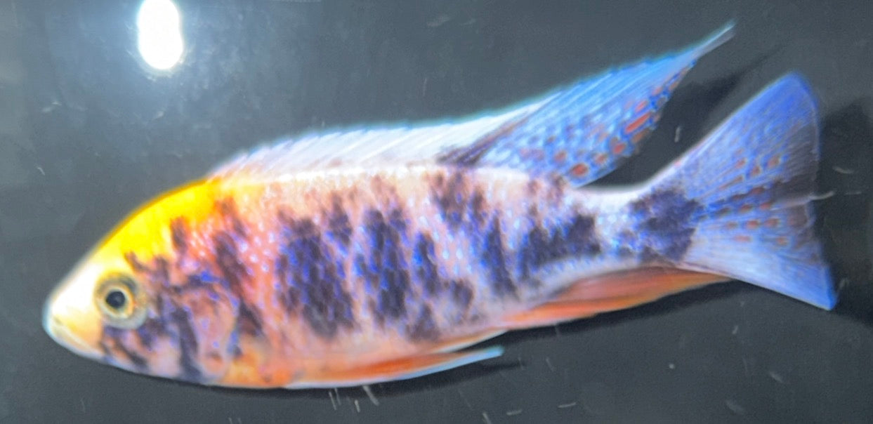 4" MultiColor OB