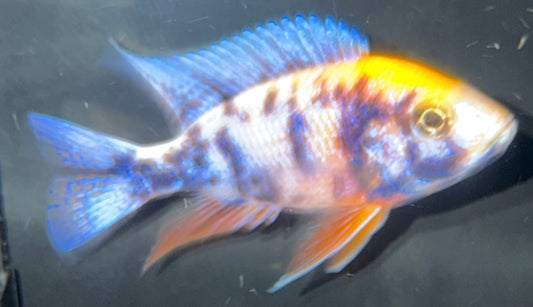 4" MultiColor OB