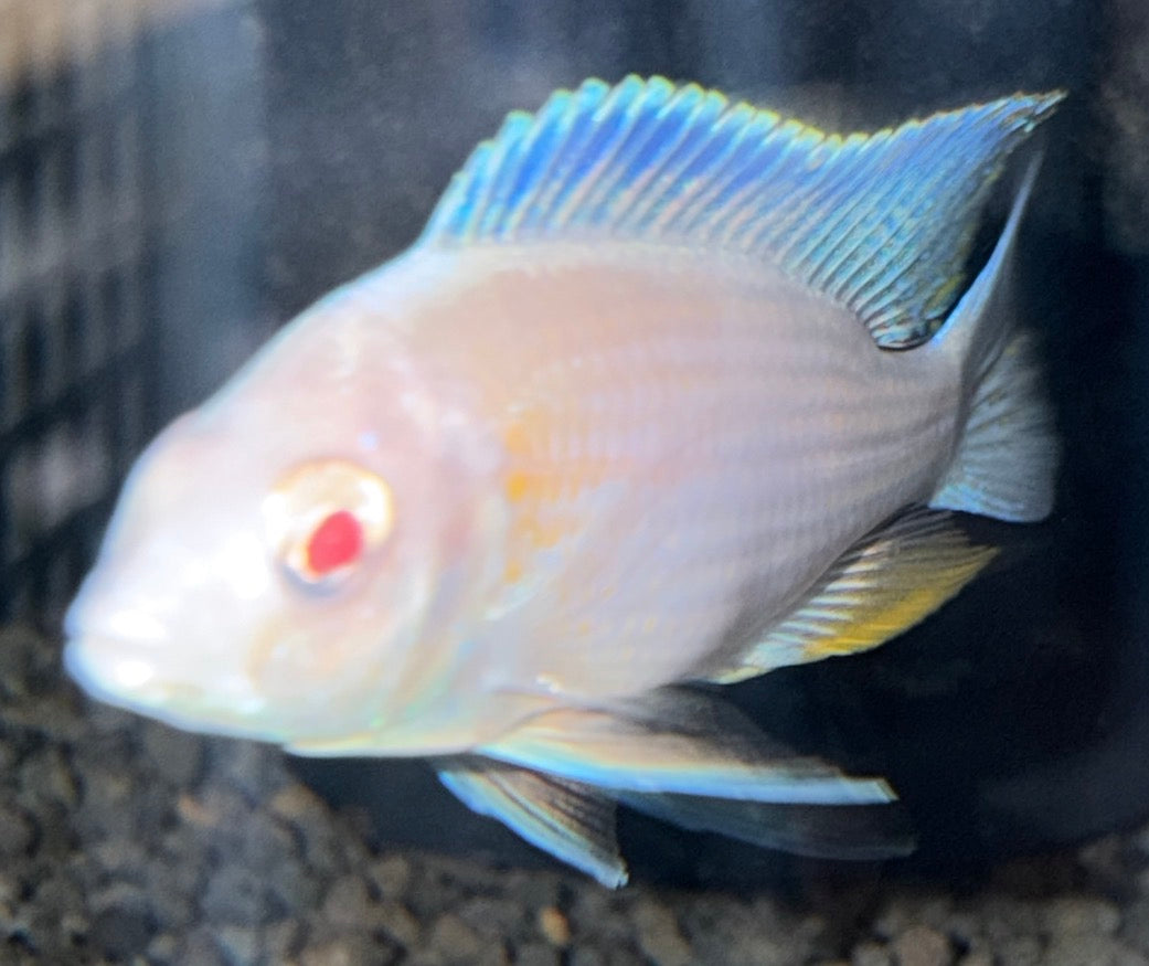 Albino Kadango (Borleyi)