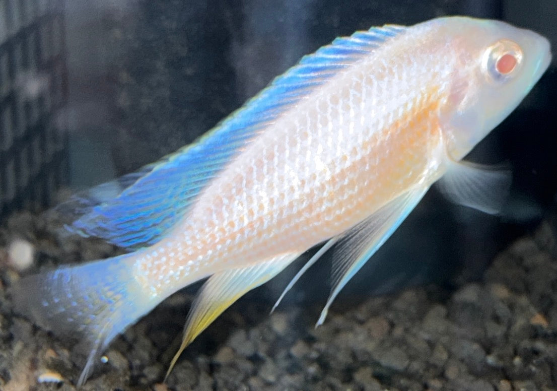 Albino Kadango (Borleyi)