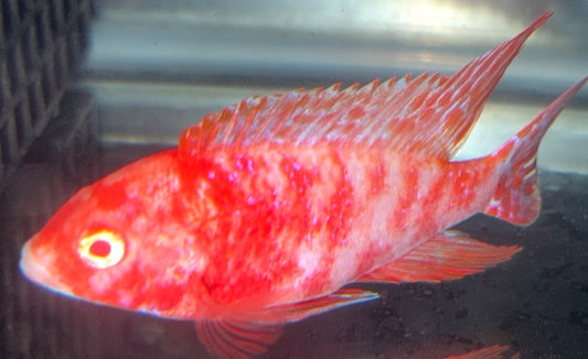 Albino OB