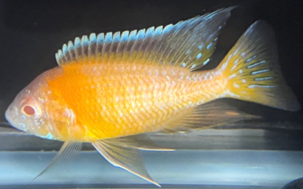 Albino Flavescent 4"