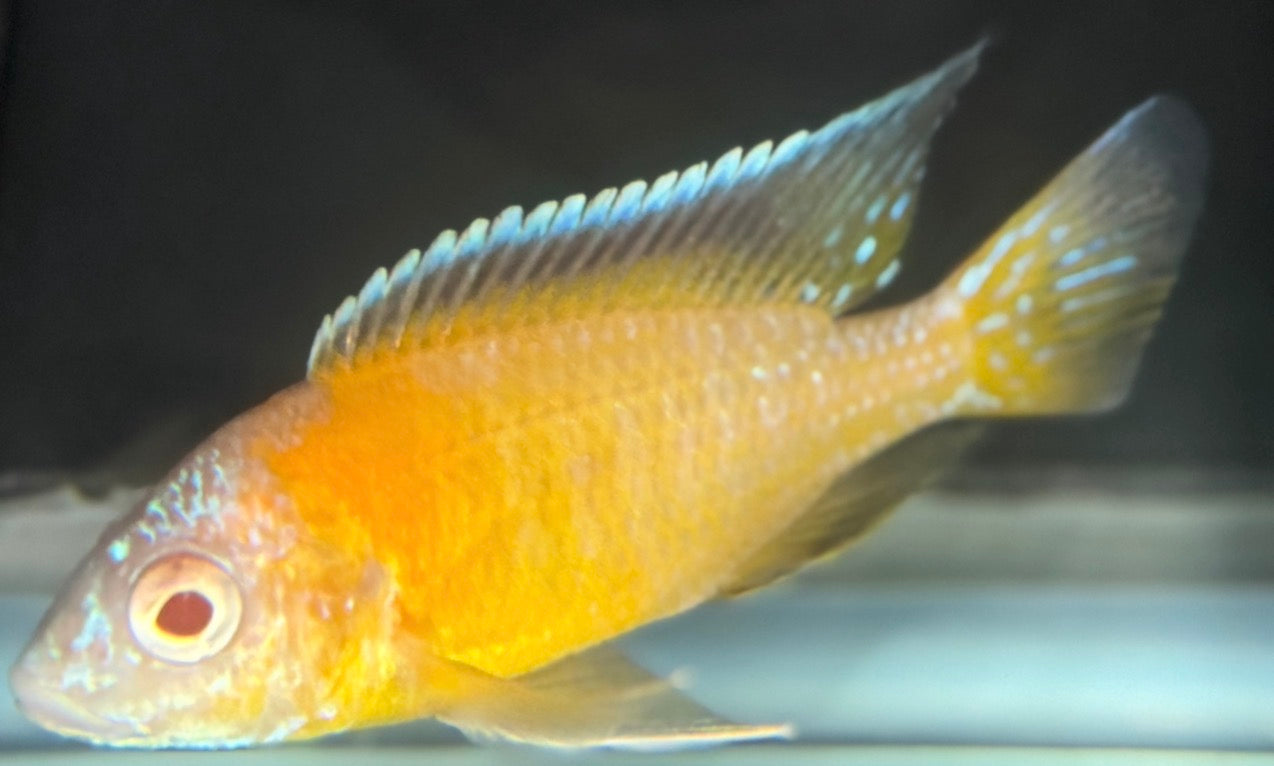 Albino Flavescent 4"