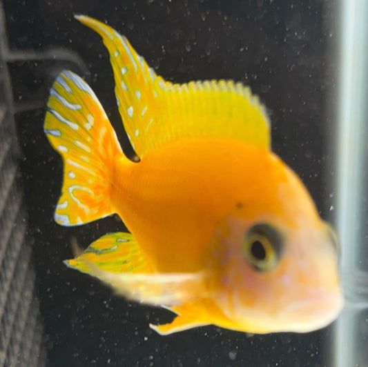 Golden Dragon