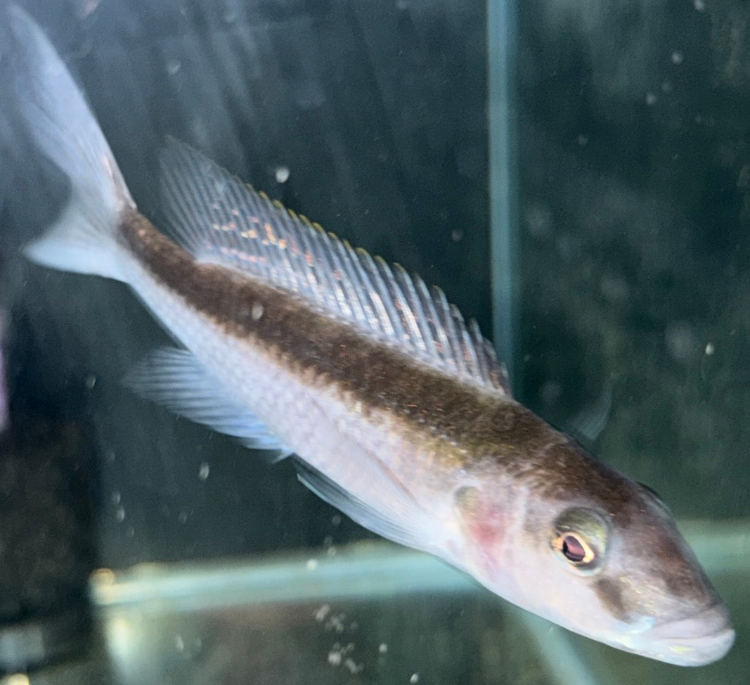 6" Champsochromis Caeruleus - Malawi Trout